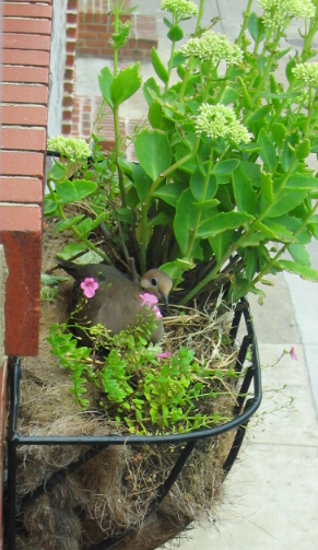Another day, another dove, another window box